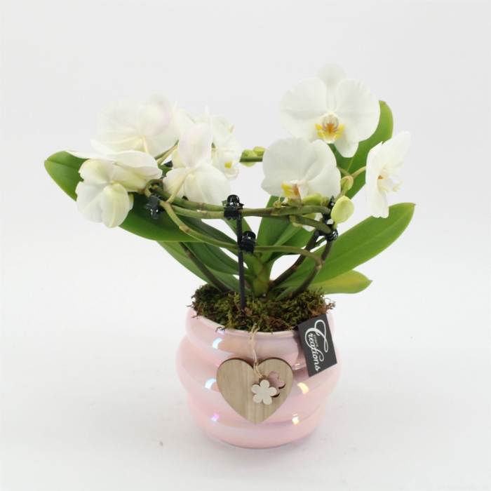 <h4>Arr.  Phalaenopsis H%</h4>