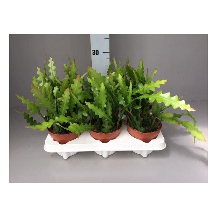 <h4>Epiphyllum anguliger</h4>