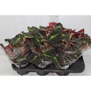 BEGONIA LISTADA P15