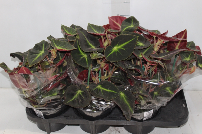 <h4>BEGONIA LISTADA P15</h4>