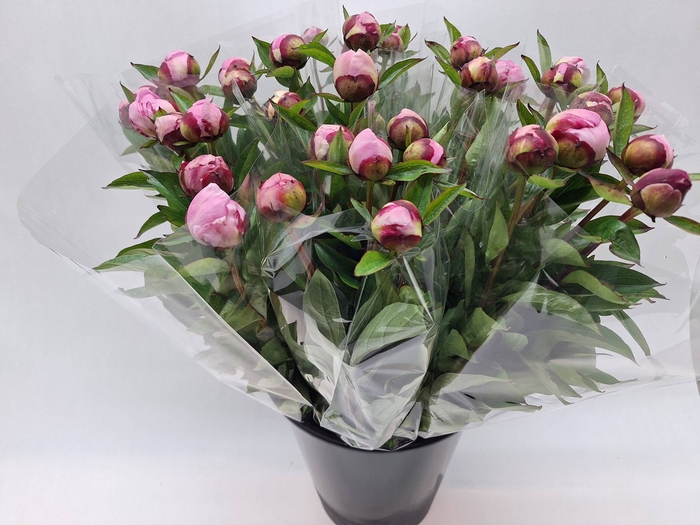 <h4>Mono Pioen Overig D Roze x5</h4>