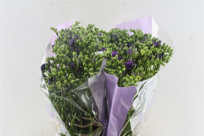 <h4>Fr Du Biscaya Blue</h4>