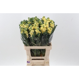 Matth Phantom Yellow