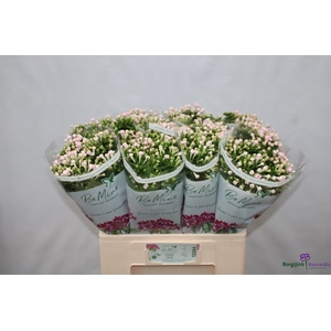 Bouvardia Diamond Light Pink