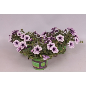 Petunia surfinia Compact Purple Vein