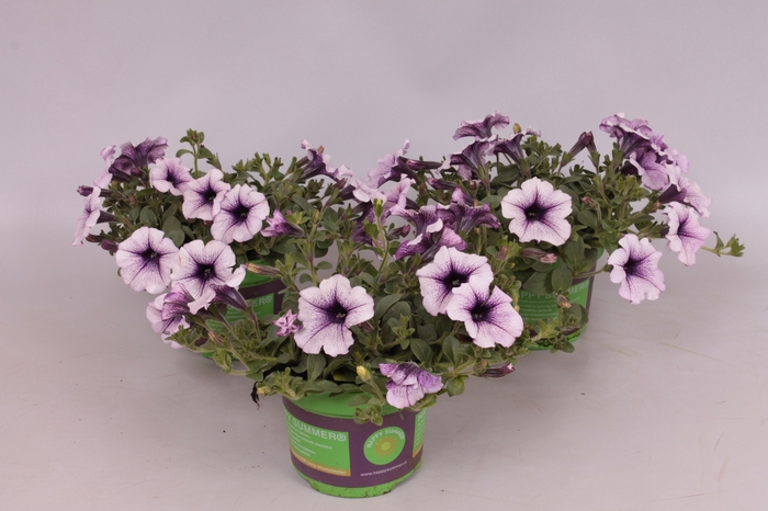 <h4>Petunia surfinia Compact Purple Vein</h4>