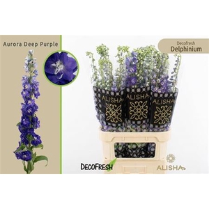 Delphinium El Aur Deep Purple