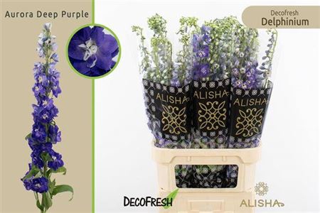 <h4>Delphinium El Aur Deep Purple</h4>