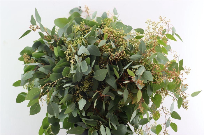 <h4>Euca Populus Berry 200gr It X20 P Bunch</h4>