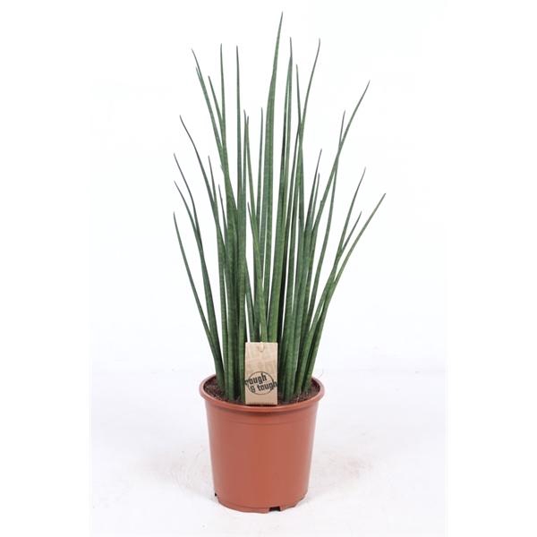<h4>Sansevieria bacularis</h4>
