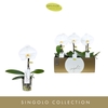 Phalaenopsis wit meer takken