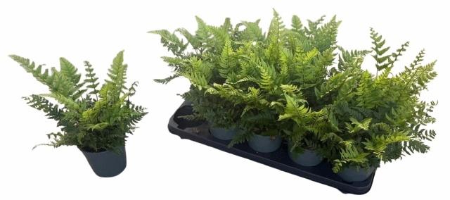 <h4>POLYSTIC TSUSSIMENS</h4>