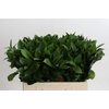 Ruscus Hypophyllum