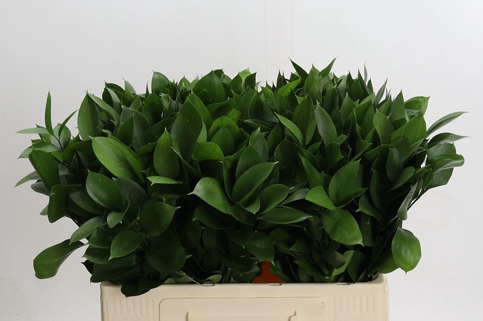 <h4>Ruscus Hypophyllum</h4>