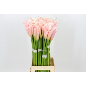 Zantedeschia Eydolls Salmon
