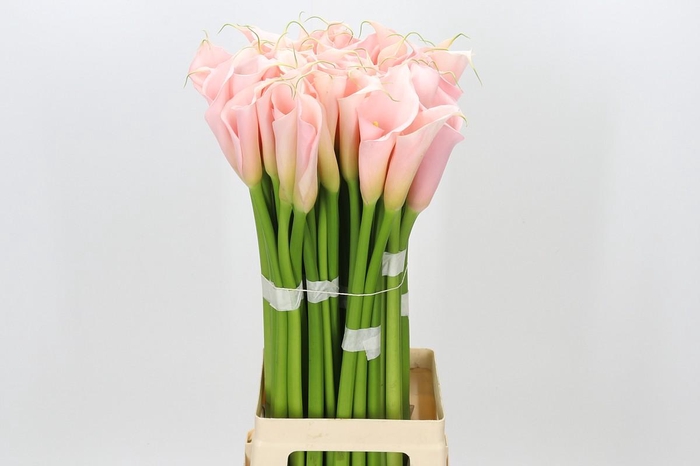Zantedeschia Eydolls Salmon