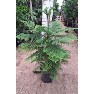 Araucaria heterophylla