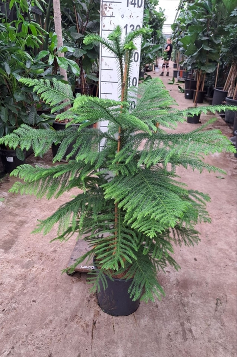 <h4>Araucaria heterophylla</h4>