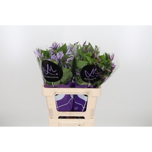 Clem Star River Lavendel