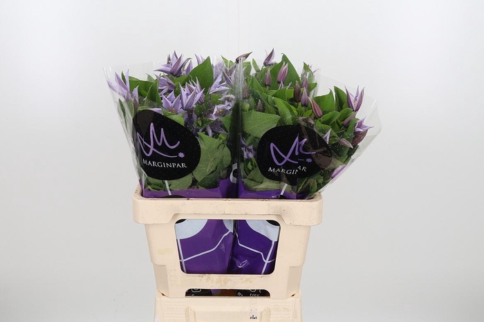 <h4>Clem Star River Lavendel</h4>