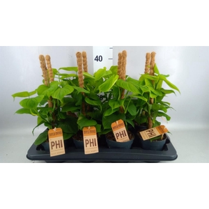 Philodendron   ...