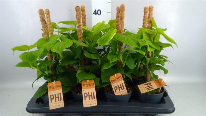 <h4>Philodendron   ...</h4>