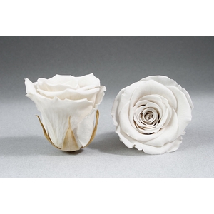 Rose stab. XXL Whi-04