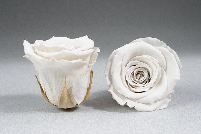 <h4>Rose stab. XXL Whi-04</h4>