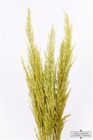 <h4>Dried Pampas Gras Apple Green ( 8 Stems ) Bunch</h4>