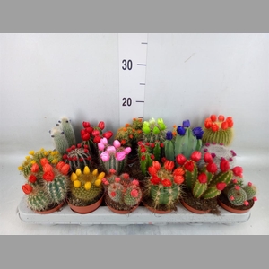 Cactus   ...decorated