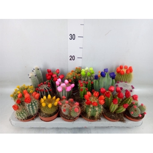 Cactus   ...decorated