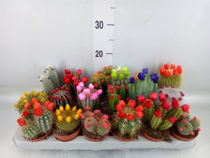 <h4>Cactus   ...decorated</h4>