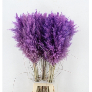 CORTA SELLOAN KLB H%