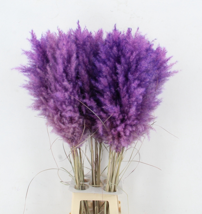 <h4>CORTA SELLOAN KLB H%</h4>