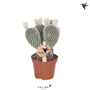 Kolibri Greens Opuntia white