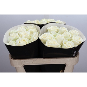 Wax-Rozen Wax Wit w2