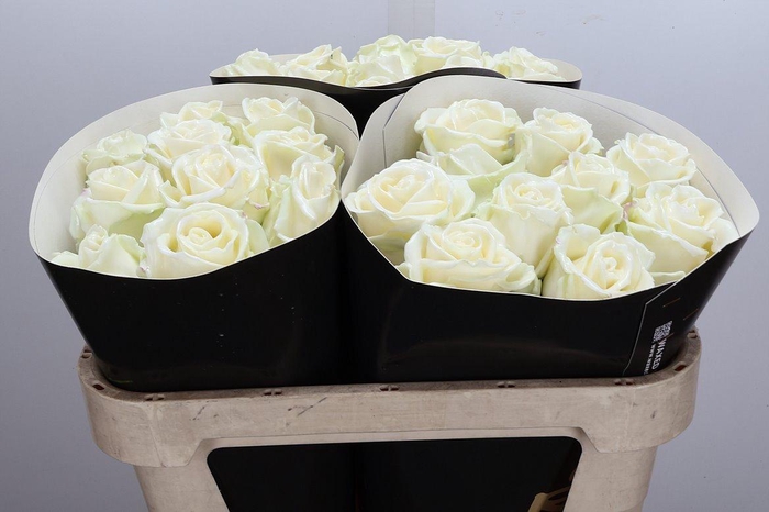 <h4>Wax-Rozen Wax Wit w2</h4>