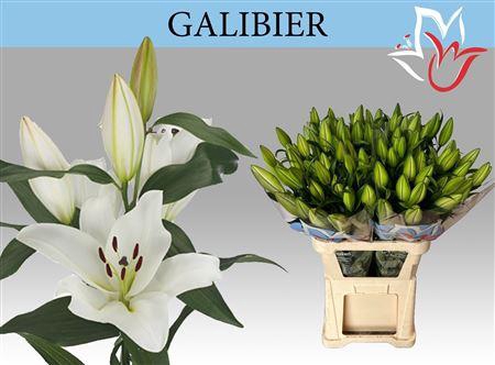 <h4>Li Ot Galibier 5+</h4>