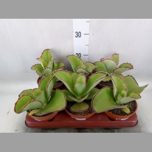 Kalanchoe   ...