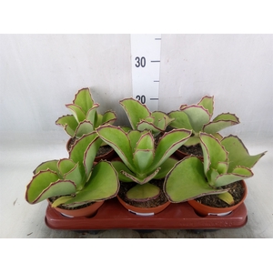 Kalanchoe   ...