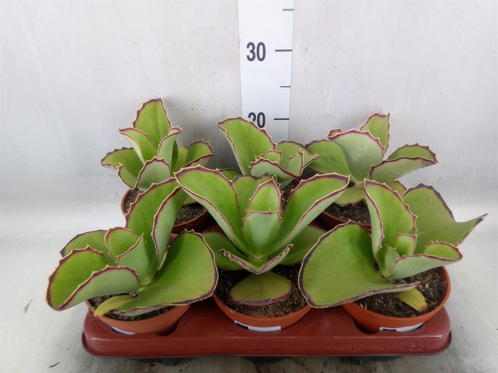 <h4>Kalanchoe   ...</h4>