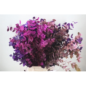 Euca Cinerea Mix Pink P Bunch