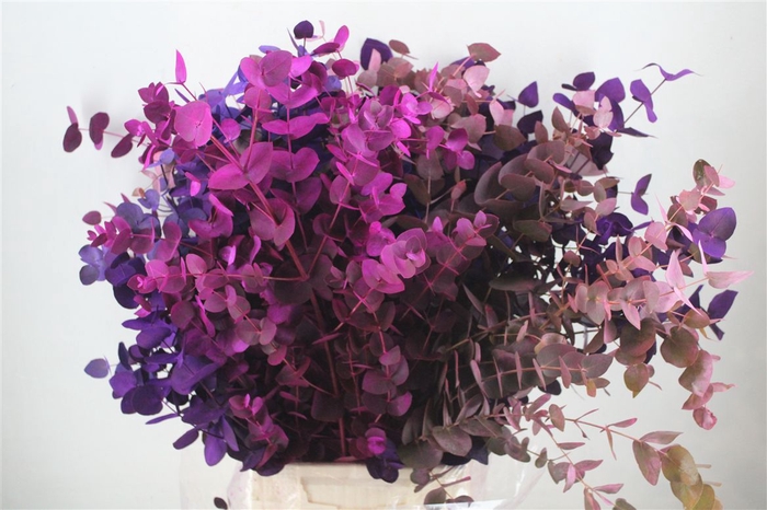 <h4>Euca Cinerea Mix Pink P Bunch</h4>