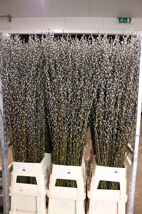 Salix Wilgenkatjes 180cm P Stem