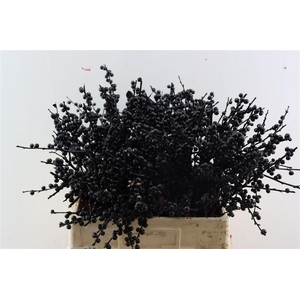 Ilex Klbh Gl Zwart Stem