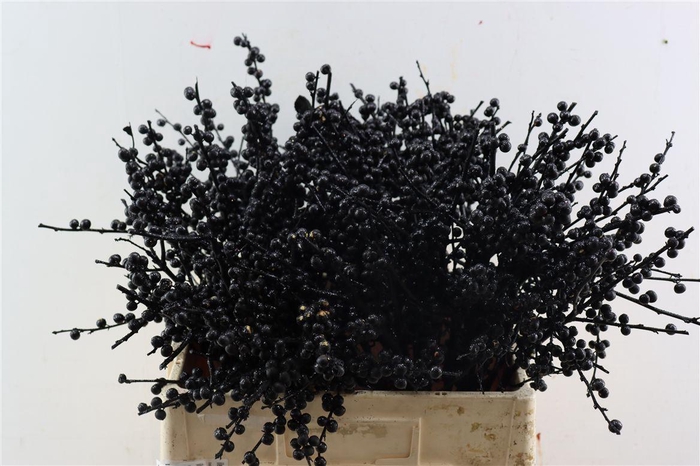 <h4>Ilex Klbh Gl Zwart Stem</h4>