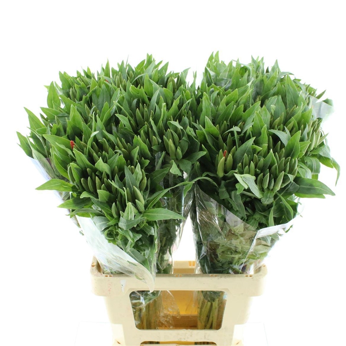 <h4>Clarkia Salmon</h4>