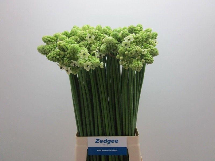 <h4>Ornith Arabicum Saundersiae</h4>