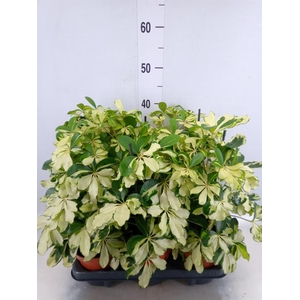 Schefflera arbor. 'Melanie'