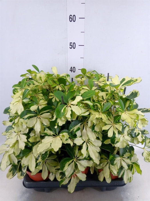 <h4>Schefflera arbor. 'Melanie'</h4>